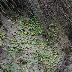 South Head, Hokianga.<br>Photographer: Marley Ford, Licence: <a target='_blank' href='https://creativecommons.org/licenses/by-nc-nd/4.0'>CC BY-NC-ND</a>. <a class='member-message' href='/nzpcn/why-join-nzpcn/' target='_blank'>Members can view a larger version of this image.</a>