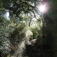 A walking track meanders through Sherwood Forest beneath ancient podocarps. Photo: Jesse Bythell