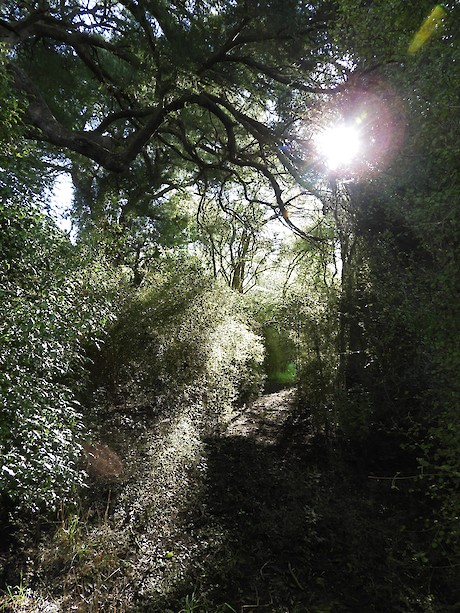 A walking track meanders through Sherwood Forest beneath ancient podocarps. Photo: Jesse Bythell