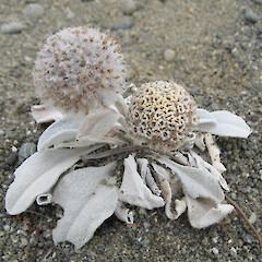 Kaitorete Spit.<br>Photographer: Alice Shanks, Licence: <a target='_blank' href='https://creativecommons.org/licenses/by-nc/4.0'>CC BY-NC</a>. <a class='member-message' href='/nzpcn/why-join-nzpcn/' target='_blank'>Members can view a larger version of this image.</a>