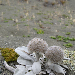 Kaitorete Spit.<br>Photographer: Alice Shanks, Licence: <a target='_blank' href='https://creativecommons.org/licenses/by-nc/4.0'>CC BY-NC</a>. <a class='member-message' href='/nzpcn/why-join-nzpcn/' target='_blank'>Members can view a larger version of this image.</a>