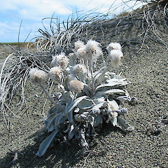 Kaitorete Spit.<br>Photographer: Alice Shanks, Licence: <a target='_blank' href='https://creativecommons.org/licenses/by-nc/4.0'>CC BY-NC</a>. <a class='member-message' href='/nzpcn/why-join-nzpcn/' target='_blank'>Members can view a larger version of this image.</a>