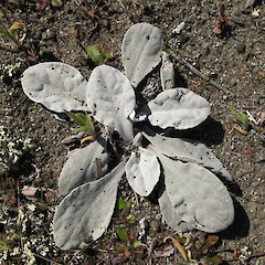 Kaitorete Spit.<br>Photographer: Melissa Hutchison, Date taken: 11/10/2014, Licence: <a target='_blank' href='https://creativecommons.org/licenses/by-nc/4.0'>CC BY-NC</a>. <a class='member-message' href='/nzpcn/why-join-nzpcn/' target='_blank'>Members can view a larger version of this image.</a>