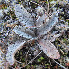 Photographer: Melissa Hutchison, Date taken: 16/11/2015, Licence: <a target='_blank' href='https://creativecommons.org/licenses/by-nc/4.0'>CC BY-NC</a>. <a class='member-message' href='/nzpcn/why-join-nzpcn/' target='_blank'>Members can view a larger version of this image.</a>