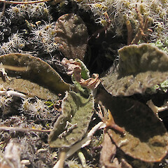 Photographer: Melissa Hutchison, Date taken: 16/11/2015, Licence: <a target='_blank' href='https://creativecommons.org/licenses/by-nc/4.0'>CC BY-NC</a>. <a class='member-message' href='/nzpcn/why-join-nzpcn/' target='_blank'>Members can view a larger version of this image.</a>