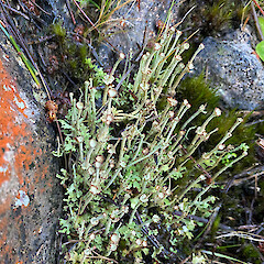 Photographer: Allison Knight, Date taken: 16/07/2022, Licence: <a target='_blank' href='https://creativecommons.org/licenses/by/4.0'>CC BY</a>. <a class='member-message' href='/nzpcn/why-join-nzpcn/' target='_blank'>Members can view a larger version of this image.</a>