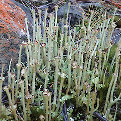Photographer: Allison Knight, Date taken: 16/07/2022, Licence: <a target='_blank' href='https://creativecommons.org/licenses/by/4.0'>CC BY</a>. <a class='member-message' href='/nzpcn/why-join-nzpcn/' target='_blank'>Members can view a larger version of this image.</a>