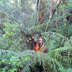 Current record of tallest Gully fern (185cm +), Waitakere Auckland.<br>Photographer: Marley Ford, Date taken: 14/06/2019, Licence: <a target='_blank' href='https://creativecommons.org/licenses/by-nc/4.0'>CC BY-NC</a>.