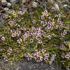 Heron Basin, Ashburton Lakes.<br>Photographer: Melissa Hutchison, Date taken: 30/11/2016, Licence: <a target='_blank' href='https://creativecommons.org/licenses/by-nc/4.0'>CC BY-NC</a>. <a class='member-message' href='/nzpcn/why-join-nzpcn/' target='_blank'>Members can view a larger version of this image.</a>