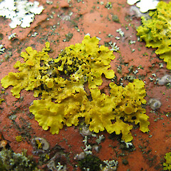On brick wall in Christchurch.<br>Photographer: Melissa Hutchison, Date taken: 03/03/2015, Licence: <a target='_blank' href='https://creativecommons.org/licenses/by-nc/4.0'>CC BY-NC</a>. <a class='member-message' href='/nzpcn/why-join-nzpcn/' target='_blank'>Members can view a larger version of this image.</a>