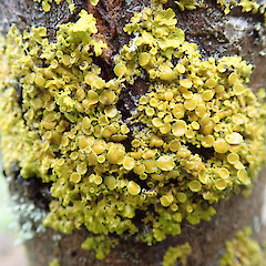 On fruit tree in garden, Christchurch.<br>Photographer: Melissa Hutchison, Date taken: 16/06/2019, Licence: <a target='_blank' href='https://creativecommons.org/licenses/by-nc/4.0'>CC BY-NC</a>. <a class='member-message' href='/nzpcn/why-join-nzpcn/' target='_blank'>Members can view a larger version of this image.</a>
