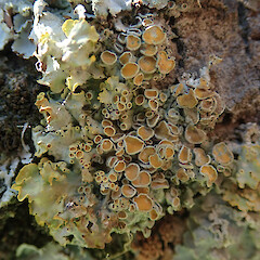 Shaded form on Sophora microphylla.<br>Photographer: Melissa Hutchison, Date taken: 12/09/2020, Licence: <a target='_blank' href='https://creativecommons.org/licenses/by-nc/4.0'>CC BY-NC</a>. <a class='member-message' href='/nzpcn/why-join-nzpcn/' target='_blank'>Members can view a larger version of this image.</a>