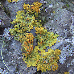On rock, Ashley Gorge.<br>Photographer: Melissa Hutchison, Date taken: 07/06/2019, Licence: <a target='_blank' href='https://creativecommons.org/licenses/by-nc/4.0'>CC BY-NC</a>. <a class='member-message' href='/nzpcn/why-join-nzpcn/' target='_blank'>Members can view a larger version of this image.</a>