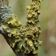 Bankside Scientific Reserve, Canterbury.<br>Photographer: Melissa Hutchison, Date taken: 27/10/2020, Licence: <a target='_blank' href='https://creativecommons.org/licenses/by-nc/4.0'>CC BY-NC</a>. <a class='member-message' href='/nzpcn/why-join-nzpcn/' target='_blank'>Members can view a larger version of this image.</a>