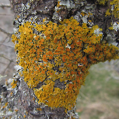 Waimakariri District, Canterbury.<br>Photographer: Melissa Hutchison, Licence: <a target='_blank' href='https://creativecommons.org/licenses/by-nc/4.0'>CC BY-NC</a>. <a class='member-message' href='/nzpcn/why-join-nzpcn/' target='_blank'>Members can view a larger version of this image.</a>