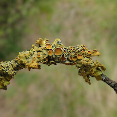 Motukānuka Scientific Reserve, Eyrewell, Canterbury.<br>Photographer: Melissa Hutchison, Date taken: 09/11/2019, Licence: <a target='_blank' href='https://creativecommons.org/licenses/by-nc/4.0'>CC BY-NC</a>. <a class='member-message' href='/nzpcn/why-join-nzpcn/' target='_blank'>Members can view a larger version of this image.</a>
