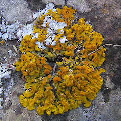 Banks Peninsula.<br>Photographer: Melissa Hutchison, Licence: <a target='_blank' href='https://creativecommons.org/licenses/by-nc/4.0'>CC BY-NC</a>. <a class='member-message' href='/nzpcn/why-join-nzpcn/' target='_blank'>Members can view a larger version of this image.</a>