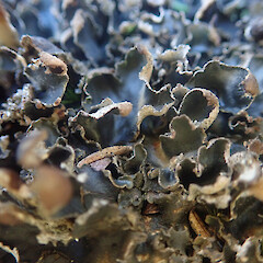 Terricolous in on riverbed, Cape Palliser
South Wairarapa.
<br>Photographer: Marley Ford, Date taken: 03/07/2022, Licence: <a target='_blank' href='https://creativecommons.org/licenses/by/4.0'>CC BY</a>. <a class='member-message' href='/nzpcn/why-join-nzpcn/' target='_blank'>Members can view a larger version of this image.</a>