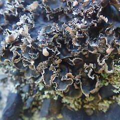 Terricolous in on riverbed, Cape Palliser
South Wairarapa.
<br>Photographer: Marley Ford, Date taken: 03/07/2022, Licence: <a target='_blank' href='https://creativecommons.org/licenses/by/4.0'>CC BY</a>. <a class='member-message' href='/nzpcn/why-join-nzpcn/' target='_blank'>Members can view a larger version of this image.</a>