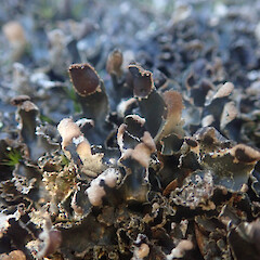 Terricolous in on riverbed, Cape Palliser
South Wairarapa.
<br>Photographer: Marley Ford, Date taken: 03/07/2022, Licence: <a target='_blank' href='https://creativecommons.org/licenses/by/4.0'>CC BY</a>. <a class='member-message' href='/nzpcn/why-join-nzpcn/' target='_blank'>Members can view a larger version of this image.</a>