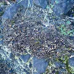 Terricolous in on riverbed, Cape Palliser
South Wairarapa.
<br>Photographer: Marley Ford, Date taken: 03/07/2022, Licence: <a target='_blank' href='https://creativecommons.org/licenses/by/4.0'>CC BY</a>. <a class='member-message' href='/nzpcn/why-join-nzpcn/' target='_blank'>Members can view a larger version of this image.</a>