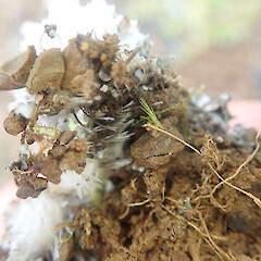 Terricolous on roadside, Dunsdale Southland.<br>Photographer: Marley Ford, Date taken: 01/06/2022, Licence: <a target='_blank' href='https://creativecommons.org/licenses/by/4.0'>CC BY</a>. <a class='member-message' href='/nzpcn/why-join-nzpcn/' target='_blank'>Members can view a larger version of this image.</a>