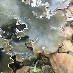 Terricolous on roadside, Dunsdale Southland.<br>Photographer: Marley Ford, Date taken: 01/06/2022, Licence: <a target='_blank' href='https://creativecommons.org/licenses/by/4.0'>CC BY</a>. <a class='member-message' href='/nzpcn/why-join-nzpcn/' target='_blank'>Members can view a larger version of this image.</a>