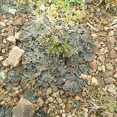 Terricolous on roadside, Dunsdale Southland.<br>Photographer: Marley Ford, Date taken: 01/06/2022, Licence: <a target='_blank' href='https://creativecommons.org/licenses/by/4.0'>CC BY</a>. <a class='member-message' href='/nzpcn/why-join-nzpcn/' target='_blank'>Members can view a larger version of this image.</a>