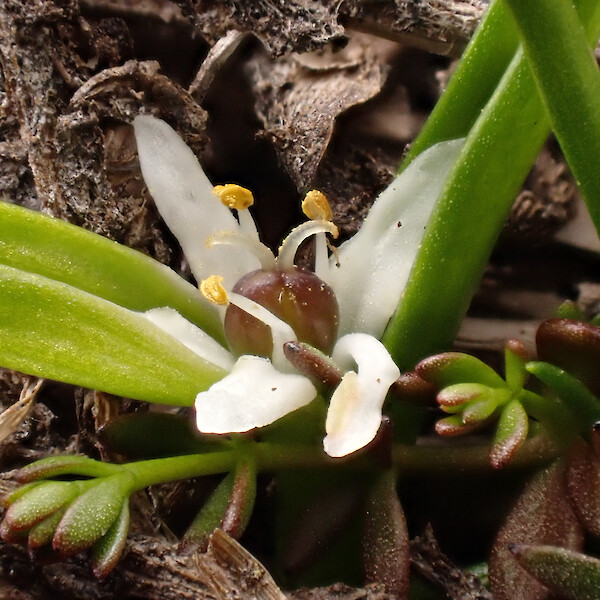 Wurmbea novae-zelandiae