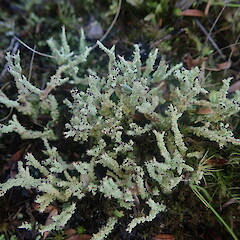 Terricolous, Cape Palliser Wairarapa.<br>Photographer: Marley Ford, Date taken: 03/06/2022, Licence: <a target='_blank' href='https://creativecommons.org/licenses/by-nc/4.0'>CC BY-NC</a>. <a class='member-message' href='/nzpcn/why-join-nzpcn/' target='_blank'>Members can view a larger version of this image.</a>