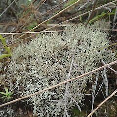 Terricolous, Port Charles Coromandel.<br>Photographer: Marley Ford, Date taken: 04/09/2020, Licence: <a target='_blank' href='https://creativecommons.org/licenses/by-nc/4.0'>CC BY-NC</a>. <a class='member-message' href='/nzpcn/why-join-nzpcn/' target='_blank'>Members can view a larger version of this image.</a>