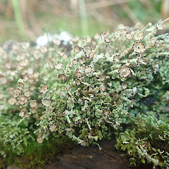 Lignicolous on rotting log, Waimahaka Southland.<br>Photographer: Marley Ford, Date taken: 30/05/2022, Licence: <a target='_blank' href='https://creativecommons.org/licenses/by/4.0'>CC BY</a>. <a class='member-message' href='/nzpcn/why-join-nzpcn/' target='_blank'>Members can view a larger version of this image.</a>