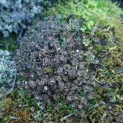 Terricolous in old stream bed, Cape Palliser Wairarapa.<br>Photographer: Marley Ford, Date taken: 03/07/2022, Licence: <a target='_blank' href='https://creativecommons.org/licenses/by-nc/4.0'>CC BY-NC</a>. <a class='member-message' href='/nzpcn/why-join-nzpcn/' target='_blank'>Members can view a larger version of this image.</a>