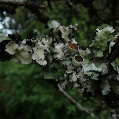 Corticolous, Dunsdale Southland.<br>Photographer: Marley Ford, Date taken: 18/11/2019, Licence: <a target='_blank' href='https://creativecommons.org/licenses/by-nc/4.0'>CC BY-NC</a>. <a class='member-message' href='/nzpcn/why-join-nzpcn/' target='_blank'>Members can view a larger version of this image.</a>