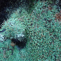 Corticolous at tree fern base, Rotorua.<br>Photographer: Marley Ford, Date taken: 16/07/2022, Licence: <a target='_blank' href='https://creativecommons.org/licenses/by/4.0'>CC BY</a>. <a class='member-message' href='/nzpcn/why-join-nzpcn/' target='_blank'>Members can view a larger version of this image.</a>