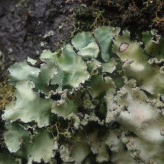 Saxiolous, Putauaki, Whakatane.<br>Photographer: Marley Ford, Date taken: 15/07/2022, Licence: <a target='_blank' href='https://creativecommons.org/licenses/by/4.0'>CC BY</a>. <a class='member-message' href='/nzpcn/why-join-nzpcn/' target='_blank'>Members can view a larger version of this image.</a>