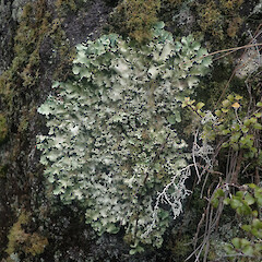 Saxiolous, Putauaki, Whakatane.<br>Photographer: Marley Ford, Date taken: 15/07/2022, Licence: <a target='_blank' href='https://creativecommons.org/licenses/by/4.0'>CC BY</a>. <a class='member-message' href='/nzpcn/why-join-nzpcn/' target='_blank'>Members can view a larger version of this image.</a>