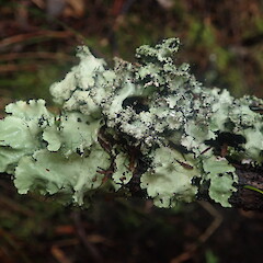 Corticolous, Putautaki Whakatane.<br>Photographer: Marley Ford, Date taken: 11/07/2022, Licence: <a target='_blank' href='https://creativecommons.org/licenses/by-nc/4.0'>CC BY-NC</a>. <a class='member-message' href='/nzpcn/why-join-nzpcn/' target='_blank'>Members can view a larger version of this image.</a>