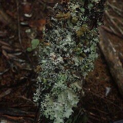 Corticolous fertile specimen, Ardmore Auckland.<br>Photographer: Marley Ford, Date taken: 10/05/2022, Licence: <a target='_blank' href='https://creativecommons.org/licenses/by-nc/4.0'>CC BY-NC</a>. <a class='member-message' href='/nzpcn/why-join-nzpcn/' target='_blank'>Members can view a larger version of this image.</a>