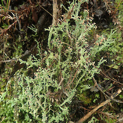 Saxicolous on basalt, Putauaki Whakatane.<br>Photographer: Marley Ford, Date taken: 18/07/2022, Licence: <a target='_blank' href='https://creativecommons.org/licenses/by/4.0'>CC BY</a>. <a class='member-message' href='/nzpcn/why-join-nzpcn/' target='_blank'>Members can view a larger version of this image.</a>