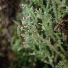 Saxicolous on basalt, Putauaki Whakatane.<br>Photographer: Marley Ford, Date taken: 18/07/2022, Licence: <a target='_blank' href='https://creativecommons.org/licenses/by/4.0'>CC BY</a>. <a class='member-message' href='/nzpcn/why-join-nzpcn/' target='_blank'>Members can view a larger version of this image.</a>