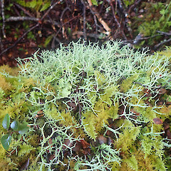 Terricolous in mountain beech forest, Eyre Mountains Southland.<br>Photographer: Marley Ford, Date taken: 09/06/2022, Licence: <a target='_blank' href='https://creativecommons.org/licenses/by/4.0'>CC BY</a>. <a class='member-message' href='/nzpcn/why-join-nzpcn/' target='_blank'>Members can view a larger version of this image.</a>