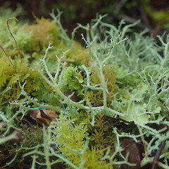 Cladonia furcata