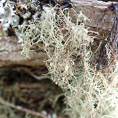 Corticolous on exposed pohutukawa (Metrosideros excelsa) roots.<br>Photographer: Peter J de Lange, Date taken: 02/10/2020, Licence: <a target='_blank' href='https://creativecommons.org/licenses/by-nc/4.0'>CC BY-NC</a>. <a class='member-message' href='/nzpcn/why-join-nzpcn/' target='_blank'>Members can view a larger version of this image.</a>