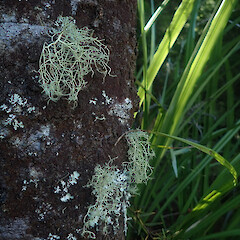 Corticolous on tanekaha over hanging river, Karangahake Waikato.<br>Photographer: Marley Ford, Date taken: 09/04/2022, Licence: <a target='_blank' href='https://creativecommons.org/licenses/by/4.0'>CC BY</a>. <a class='member-message' href='/nzpcn/why-join-nzpcn/' target='_blank'>Members can view a larger version of this image.</a>
