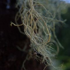 Corticolous on tanekaha over hanging river, Karangahake Waikato.<br>Photographer: Marley Ford, Date taken: 09/04/2022, Licence: <a target='_blank' href='https://creativecommons.org/licenses/by/4.0'>CC BY</a>. <a class='member-message' href='/nzpcn/why-join-nzpcn/' target='_blank'>Members can view a larger version of this image.</a>