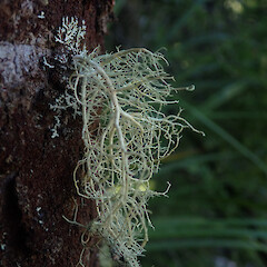 Usnea subeciliata