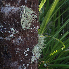 Corticolous on tanekaha over hanging river, Karangahake Waikato.<br>Photographer: Marley Ford, Date taken: 09/04/2022, Licence: <a target='_blank' href='https://creativecommons.org/licenses/by/4.0'>CC BY</a>. <a class='member-message' href='/nzpcn/why-join-nzpcn/' target='_blank'>Members can view a larger version of this image.</a>
