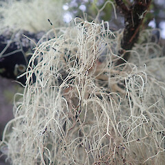 Corticolous on silver beech, Longwoods Southland.<br>Photographer: Marley Ford, Date taken: 28/05/2022, Licence: <a target='_blank' href='https://creativecommons.org/licenses/by/4.0'>CC BY</a>. <a class='member-message' href='/nzpcn/why-join-nzpcn/' target='_blank'>Members can view a larger version of this image.</a>