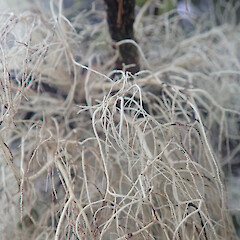 Corticolous on silver beech, Longwoods Southland.<br>Photographer: Marley Ford, Date taken: 28/05/2022, Licence: <a target='_blank' href='https://creativecommons.org/licenses/by/4.0'>CC BY</a>. <a class='member-message' href='/nzpcn/why-join-nzpcn/' target='_blank'>Members can view a larger version of this image.</a>